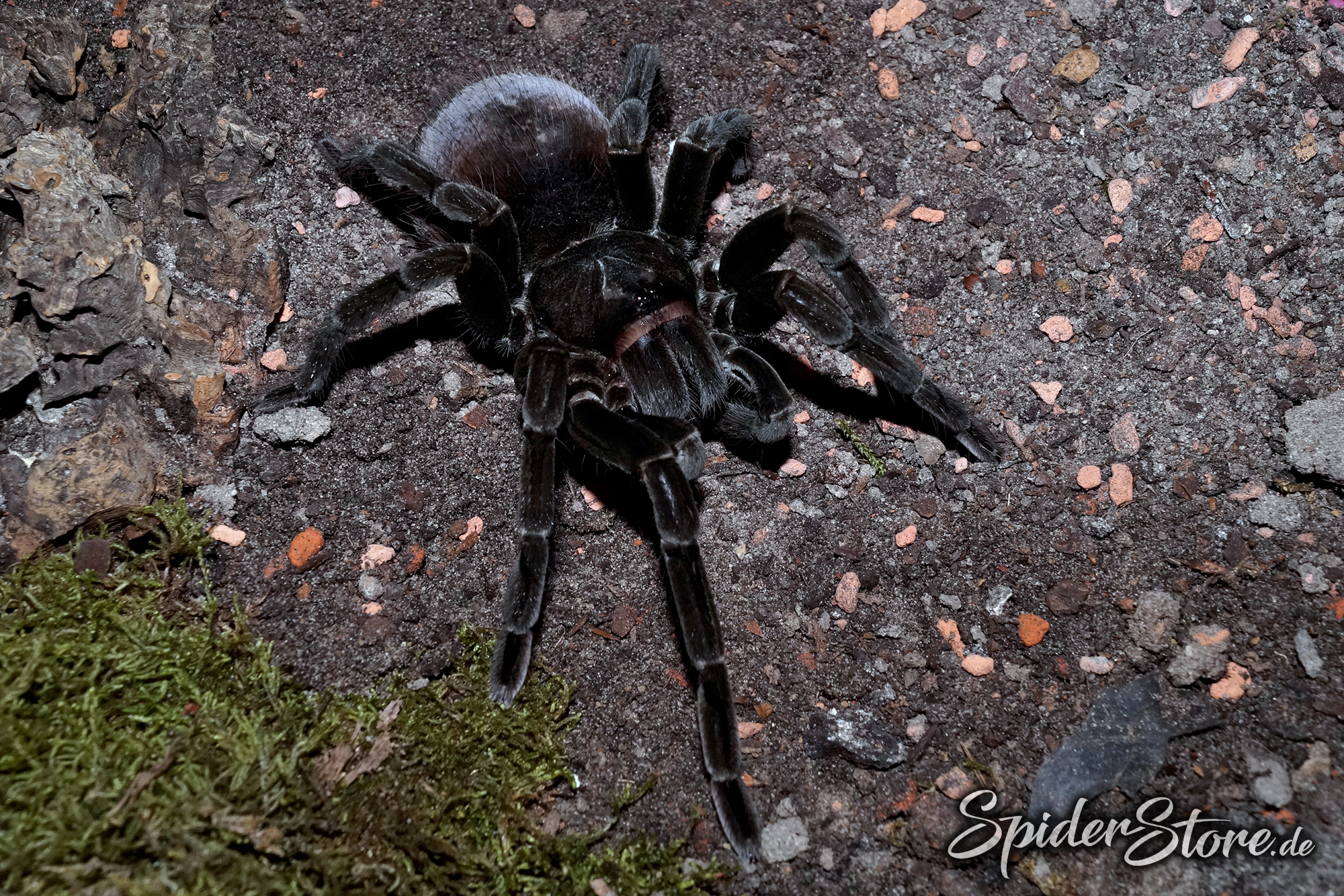 Pamphobeteus sp. cascada